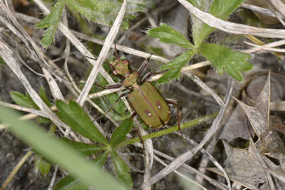 Cicindela campestris in accoppiamento
